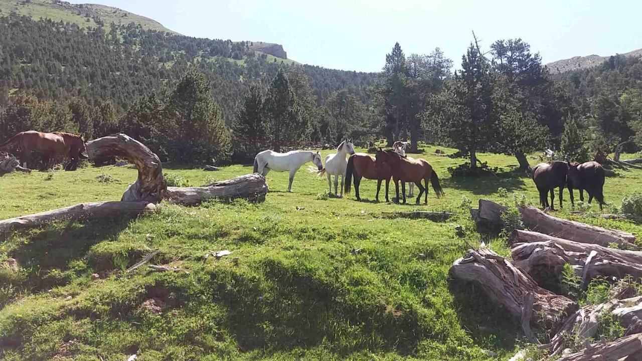 Apartaments Morello Esterri d'Àneu Esterno foto